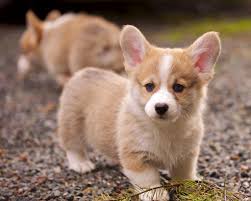 Housebreaking Your New Puppy
